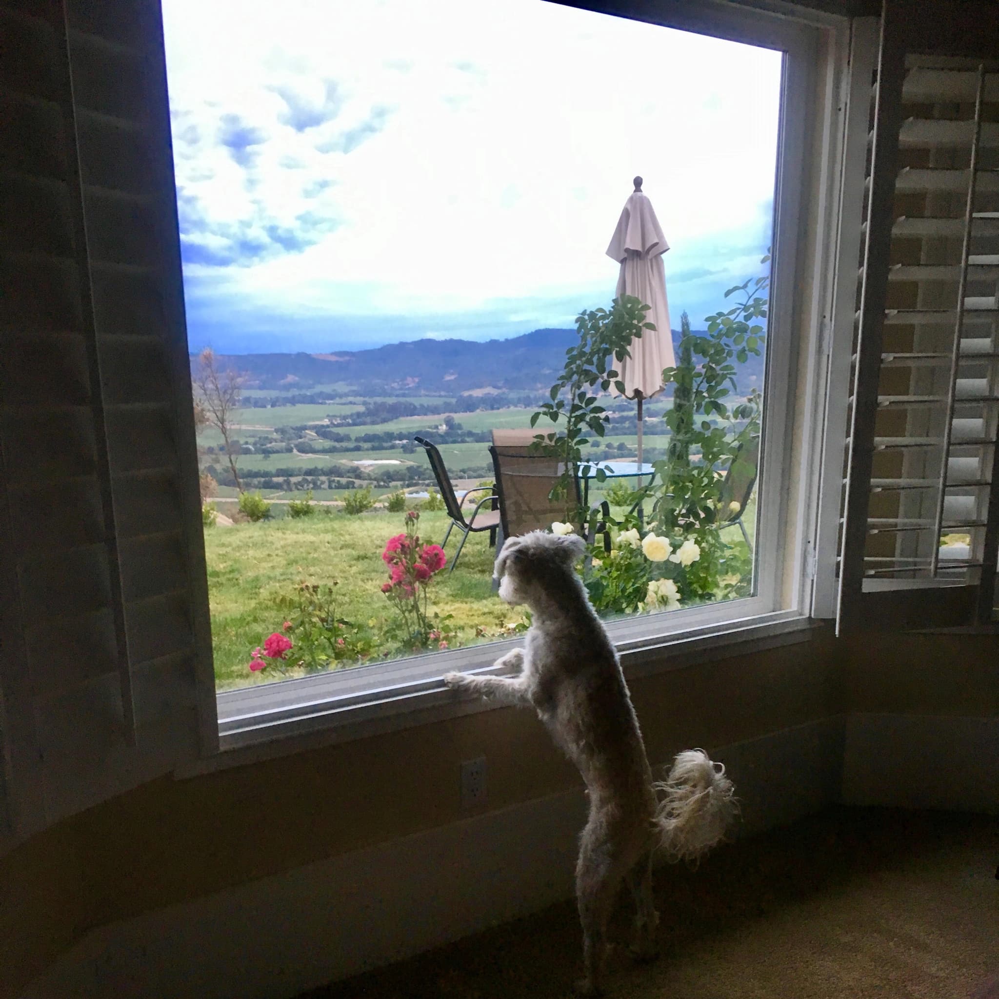 a picture of Javi, the owners dog looking out of a window