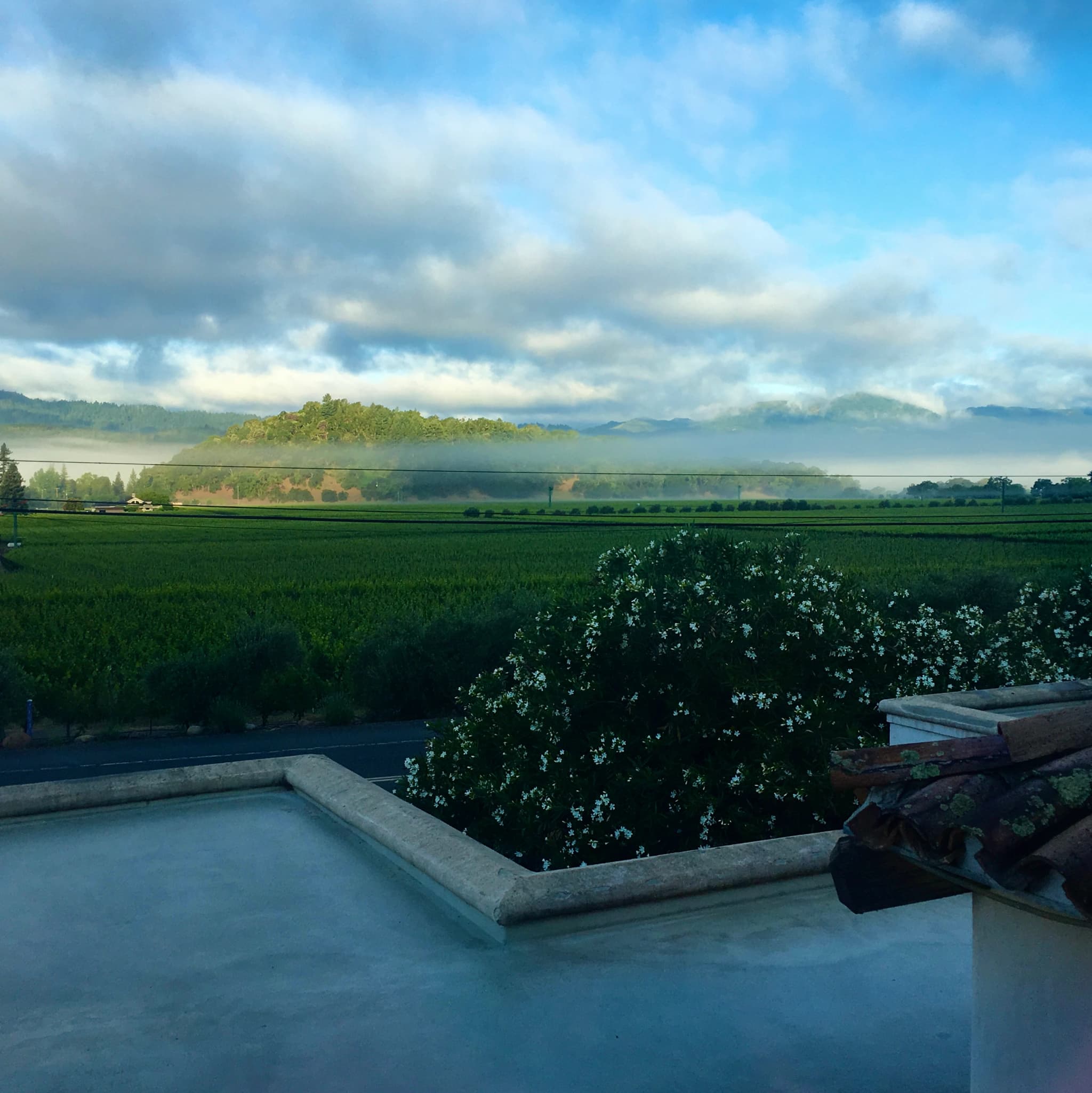 a vista view of a vineyard